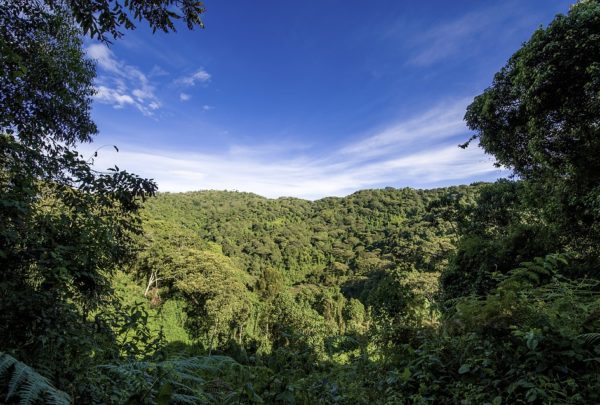 Aufforsten, statt Roden!