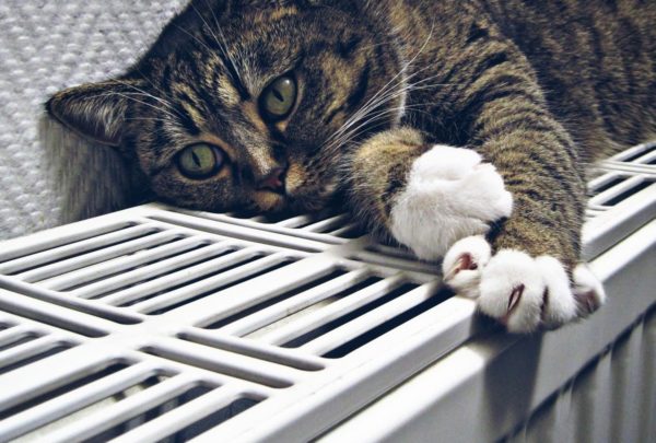 Frieren gegen die Erderhitzung?